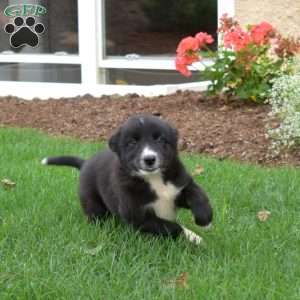 Winnie, Border Collie Puppy