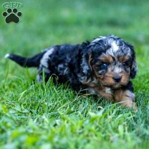 Winnie, Cavapoo Puppy