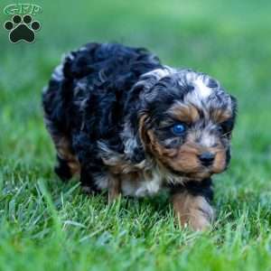 Winnie, Cavapoo Puppy