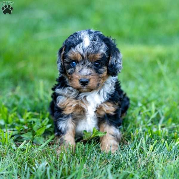 Winnie, Cavapoo Puppy