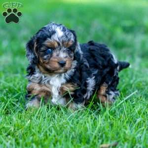 Winnie, Cavapoo Puppy