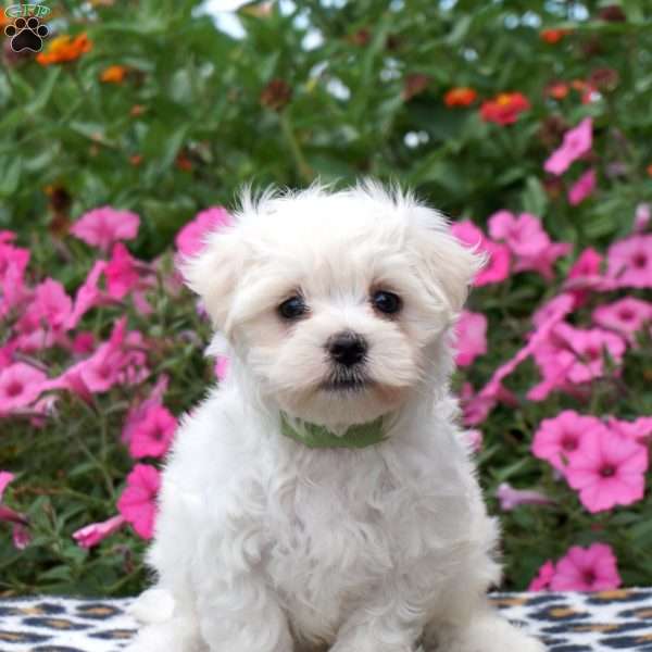 Winnie, Maltese Puppy