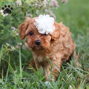 Winnie, Cavapoo Puppy