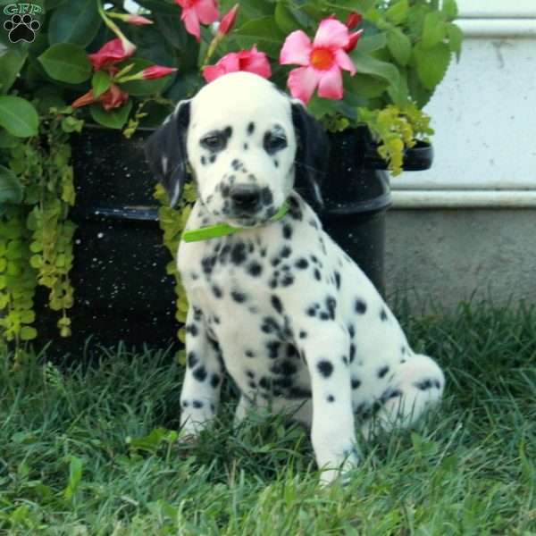 Winona, Dalmatian Puppy