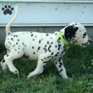 Winona, Dalmatian Puppy