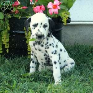 Winona, Dalmatian Puppy