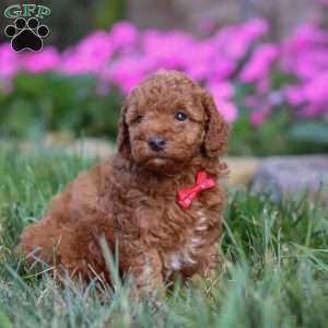 Winston, Miniature Poodle Puppy