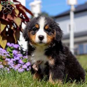 Winston, Bernese Mountain Dog Puppy