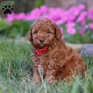 Winston, Miniature Poodle Puppy