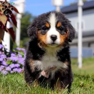 Winston, Bernese Mountain Dog Puppy