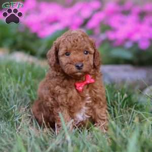 Winston, Miniature Poodle Puppy