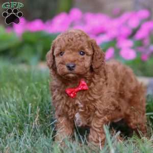 Winston, Miniature Poodle Puppy