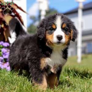 Winston, Bernese Mountain Dog Puppy