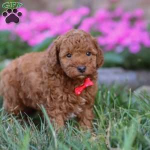 Winston, Miniature Poodle Puppy