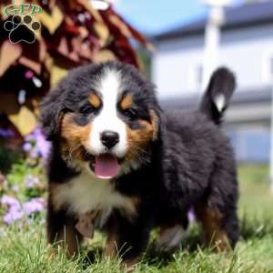 Winston, Bernese Mountain Dog Puppy