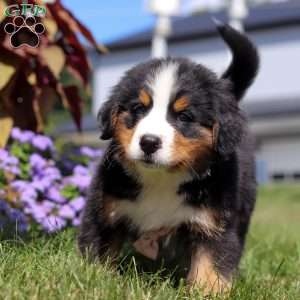 Winston, Bernese Mountain Dog Puppy