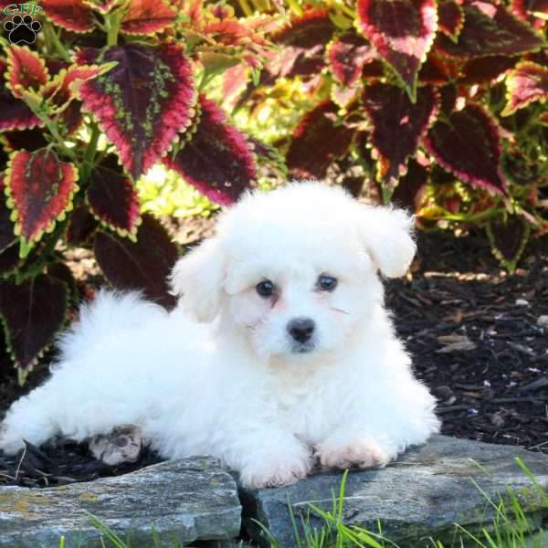 Winston, Bichon Frise Puppy