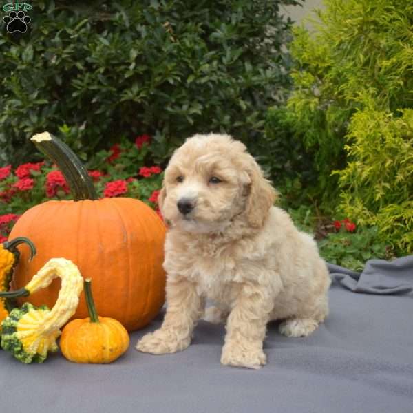 Winston, Bich-Poo Puppy