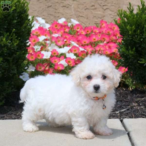 Winston, Bichon Frise Puppy
