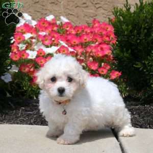 Winston, Bichon Frise Puppy