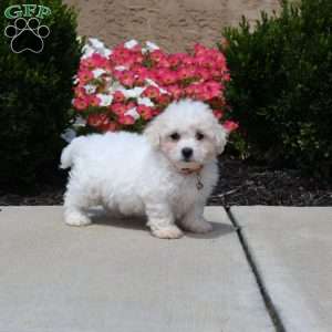 Winston, Bichon Frise Puppy