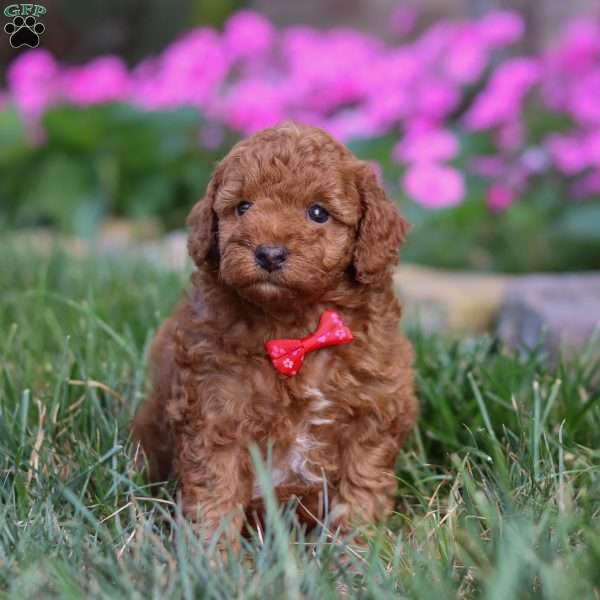 Winston, Miniature Poodle Puppy