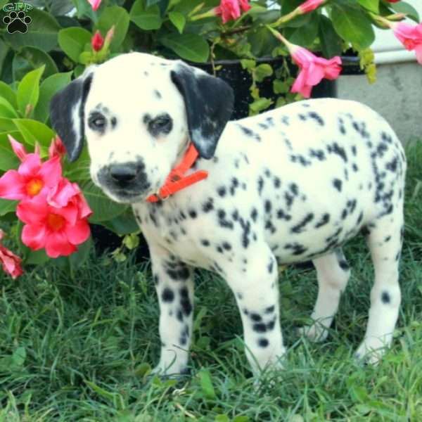 Wiress, Dalmatian Puppy