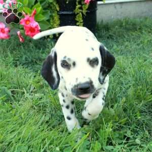 Wiress, Dalmatian Puppy