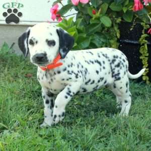 Wiress, Dalmatian Puppy