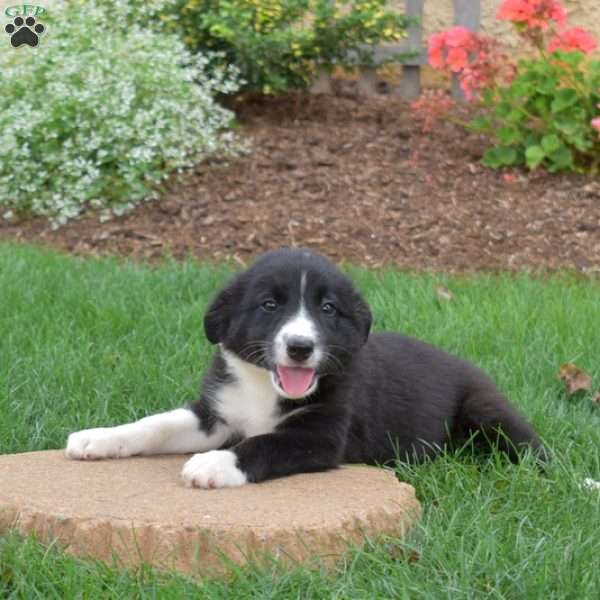 Wish, Border Collie Puppy