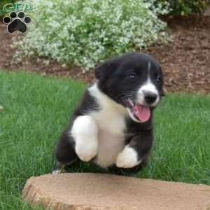 Wish, Border Collie Puppy