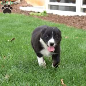 Wish, Border Collie Puppy