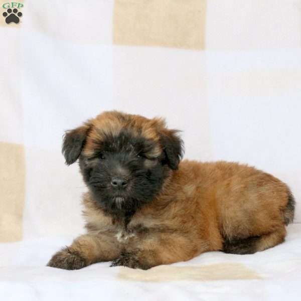 Wisp, Soft Coated Wheaten Terrier Puppy