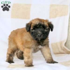 Wisp, Soft Coated Wheaten Terrier Puppy