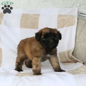 Wisp, Soft Coated Wheaten Terrier Puppy