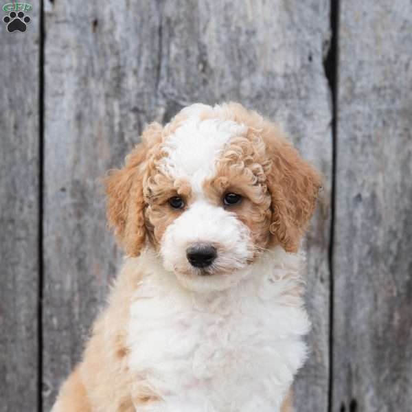 Wolf, Mini Sheepadoodle Puppy