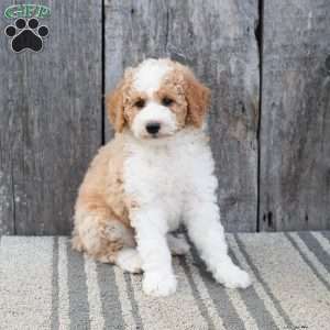 Wolf, Mini Sheepadoodle Puppy