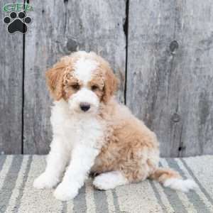 Wolf, Mini Sheepadoodle Puppy
