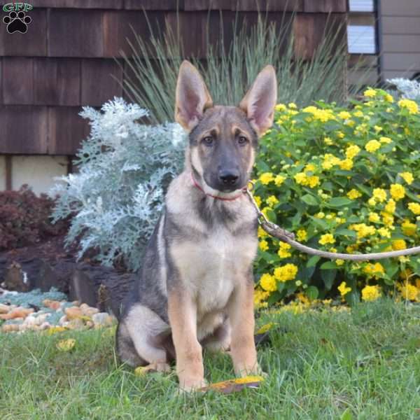 Wonder, German Shepherd Puppy