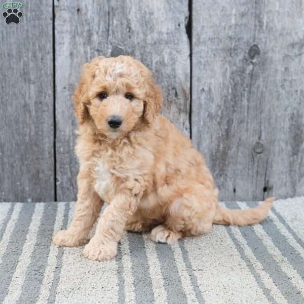 Woody, Mini Sheepadoodle Puppy
