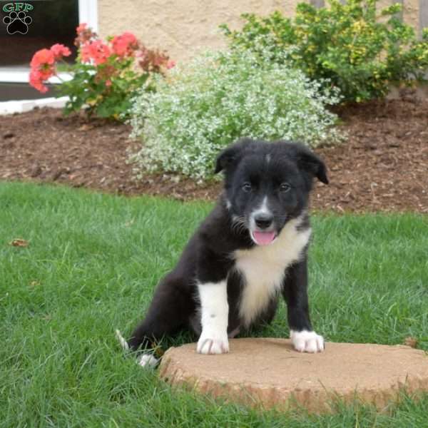 Wrangler, Border Collie Puppy