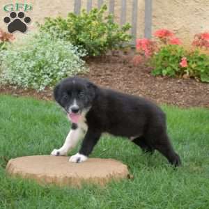 Wrangler, Border Collie Puppy