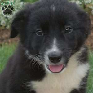 Wrangler, Border Collie Puppy