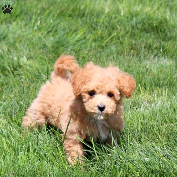 Wren, Bich-Poo Puppy
