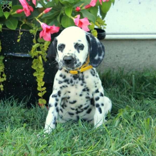 Wren, Dalmatian Puppy