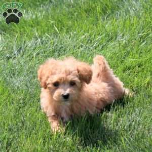 Wren, Bich-Poo Puppy