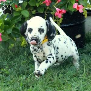 Wren, Dalmatian Puppy