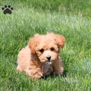 Wren, Bich-Poo Puppy