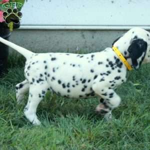 Wren, Dalmatian Puppy