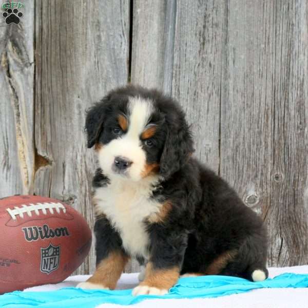 Wyate, Bernese Mountain Dog Puppy